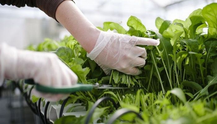 Hydroponics, a more ecological and sustainable agriculture