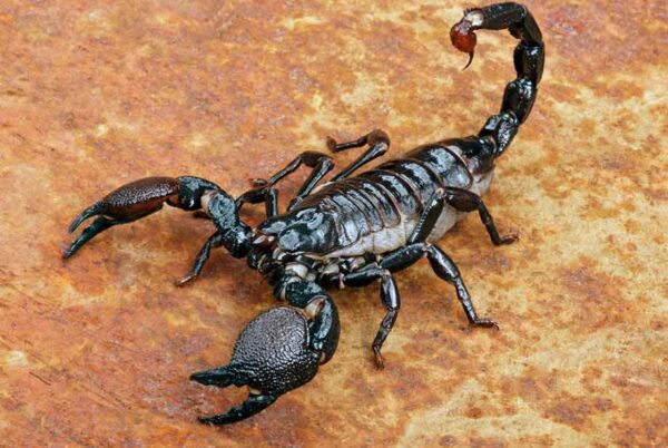 Argentine scorpion