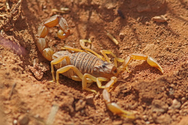 Common yellow scorpion