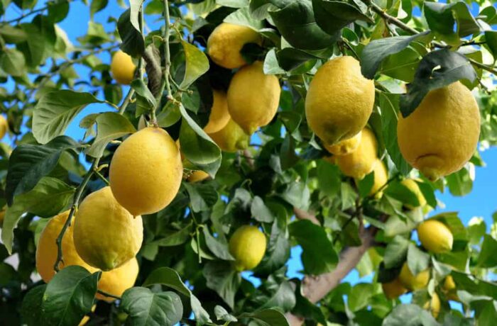 Verna Lemon Tree